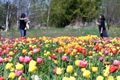 鮮やかに花開いたチューリップを背景に記念撮影をする来場者（１６日、須貝拓也撮影）
