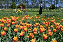 見頃を迎えたチューリップを眺めながら園内を散策する来場者（１６日、須貝拓也撮影）