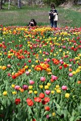鮮やかに花開いたチューリップを撮影をする来場者（１６日、須貝拓也撮影