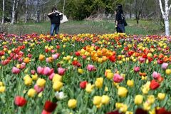 色とりどりのチューリップ見頃　紫竹ガーデンで５０万球
