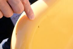 町認定こども園の滑り台に付着したマイマイガの幼虫