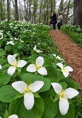 花びら待ち１０年　オオバナノエンレイソウが六花の森で見頃 3