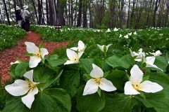 オオバナノエンレイソウが群生する園内（１４日、中札内村の六花の森で。塩原真撮影）