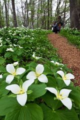 花びら待ち１０年　オオバナノエンレイソウが六花の森で見頃 5