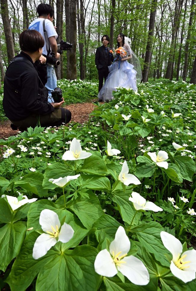 花びら待ち１０年　オオバナノエンレイソウが六花の森で見頃