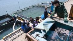サクラマスの稚魚をいけすに放流する関係者ら