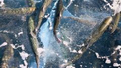 放流されたサクラマスの稚魚