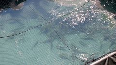 いけすに放流された稚魚