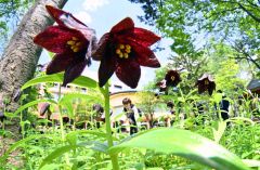 新緑の下、クロユリ咲き誇る　北海道ホテルで見頃