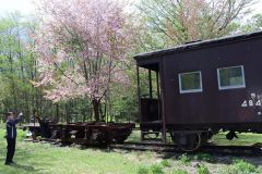 鉄道資料館の近くにあるエゾヤマザクラが開花した