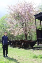 鉄道資料館の近くにあるエゾヤマザクラが開花した