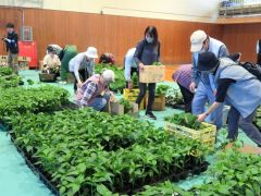 体育館にずらりと並んだ野菜苗を次々と買い求める人たち