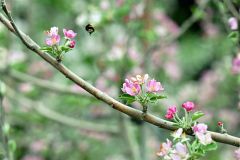白とピンクの可憐な花々　芽室の松下リンゴ園でリンゴの開花ピーク 10