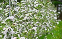 白とピンクの可憐な花々　芽室の松下リンゴ園でリンゴの開花ピーク 12