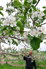 白とピンクの可憐な花々　芽室の松下リンゴ園でリンゴの開花ピーク 2