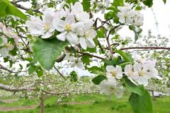 白とピンクの可憐な花々　芽室の松下リンゴ園でリンゴの開花ピーク 4