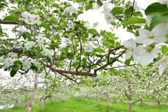 白とピンクの可憐な花々　芽室の松下リンゴ園でリンゴの開花ピーク 5