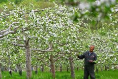 白とピンクの可憐な花々　芽室の松下リンゴ園でリンゴの開花ピーク 7