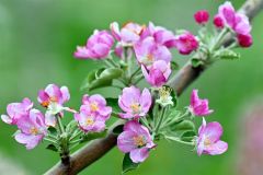 白とピンクの可憐な花々　芽室の松下リンゴ園でリンゴの開花ピーク 9