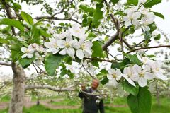 白とピンクの可憐な花々　芽室の松下リンゴ園でリンゴの開花ピーク