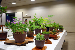 手前で紫色の花が咲いているカリバオウギなどの山草