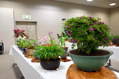 (右から2鉢目)エヒメアヤメなど色とりどりの山草