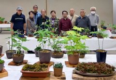 春の山草展示会　約１５０鉢展示、分譲苗も　十勝山草会がとかちプラザで