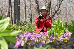 カタクリを撮影する嶋谷暁子さん（金野和彦撮影）