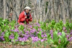 カタクリを撮影する嶋谷暁子さん（金野和彦撮影）