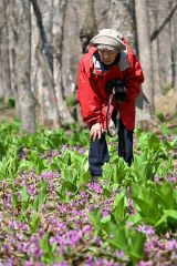 カタクリを撮影する嶋谷暁子さん（金野和彦撮影）
