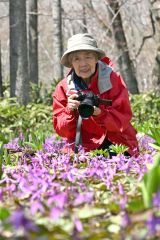 カタクリを撮影する嶋谷暁子さん（金野和彦撮影）