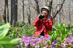 カタクリを撮影する嶋谷暁子さん（金野和彦撮影）