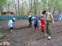 キャンプ場内の菜園にイモや豆を植え付けるスカウトら（ボーイスカウト十勝地区提供）