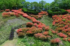 朱色の花びらが鮮やかなエゾヤマツツジ。今年の見ごろは６月初旬までとなりそう