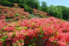 朱色の花びらが鮮やかなエゾヤマツツジ。今年の見ごろは６月初旬までとなりそう