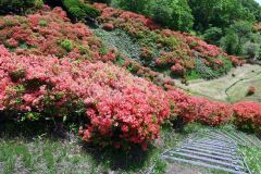 朱色の花びらが鮮やかなエゾヤマツツジ。今年の見ごろは６月初旬までとなりそう