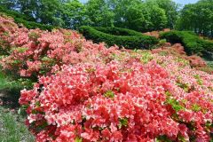 朱色の花びらが鮮やかなエゾヤマツツジ。今年の見ごろは６月初旬までとなりそう
