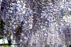 坂本さん宅で花を咲かせるフジ