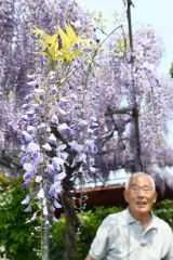 自慢のフジの花を紹介する坂本さん