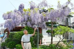 自慢のフジの花を紹介する坂本さん