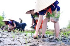 田植えに励む児童ら