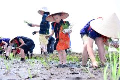 田植えに励む児童ら