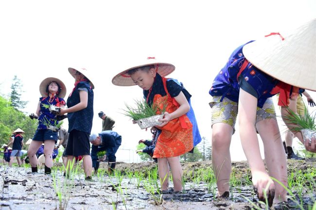 今年で最後、途別小で伝統の田植え　今年度閉校「寂しい」