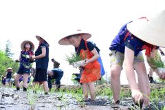 今年で最後、途別小で伝統の田植え　今年度閉校「寂しい」
