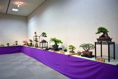 会員が丹精した盆栽ずらり とかちプラザ、あすまで展示会 2