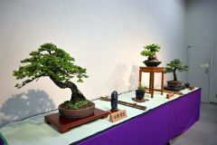 会員が丹精した盆栽ずらり とかちプラザ、あすまで展示会 3
