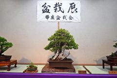 会員が丹精した盆栽ずらり とかちプラザ、あすまで展示会 4