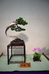 滑らかなラインを成している盆栽作品