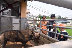 餌やり体験「いっぱい食べてくれたよ」　第一いずみ幼稚園児が帯広農業高で動物触れ合い 7