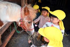 ポニーの「ピアノ」にえさを与える園児（須貝拓也撮影）